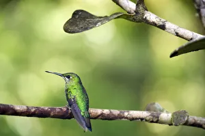 Green-crowned Brilliant -Heliodoxa jacula-, Reserva Biologica Monteverde, Costa Rica Green-crowned Brilliant -Heliodoxa jacula-, Reserva Biologica Monteverde, Costa Rica