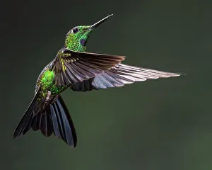 <b class=qtipBold><figcaption>Green-crowned Brilliant Hummingbird</figcaption></b><br>Green-crowned Brilliant Hummingbird (Heliodoxa jacula) - in flight - a large robust hummingbird that is a resident breeder in the highlands from Costa Rica to western Ecuador.<br><em>© © 2012 Michael L. Baird</em> Green-crowned Brilliant Hummingbird