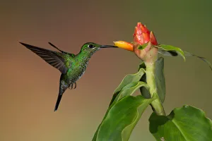 <b class=qtipBold><figcaption>Green-crowned Brilliant Hummingbird</figcaption></b><br>This Green-crowned Brilliant (Heliodoxa jacula) is a large robust hummingbird that is a resident breeder in the highlands from Costa Rica to western Ecuador.<br><em>© © 2012 Michael L. Baird</em> Green-crowned Brilliant Hummingbird
