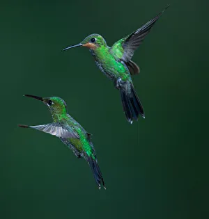 <b class=qtipBold><figcaption>Green-crowned Brilliant Hummingbird</figcaption></b><br>Green-crowned Brilliant Hummingbird (Heliodoxa jacula) - a pair in flight - a large robust hummingbird that is a resident breeder in the highlands from Costa Rica to western Ecuador.<br><em>© © 2012 Michael L. Baird</em> Green-crowned Brilliant Hummingbird
