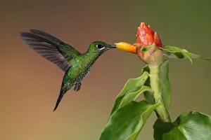 <b class=qtipBold><figcaption>Green-crowned Brilliant Hummingbird</figcaption></b><br>Michael L Baird Photography, 158900065<br><em>© © 2012 Michael L. Baird</em> Green-crowned Brilliant Hummingbird