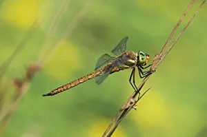 Green-eyed Hawker -Aeshna isoceles-, Canton of Geneva, Switzerland Green-eyed Hawker -Aeshna isoceles-, Canton of Geneva, Switzerland