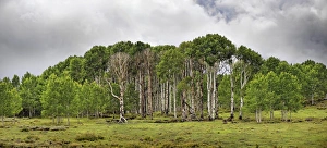 Green forest of Common Aspen or Quaking Aspen -Populus tremula-, in the fertile plateau Green forest of Common Aspen or Quaking Aspen -Populus tremula-, in the fertile plateau