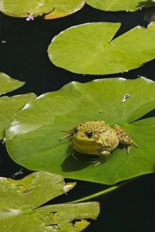 Green Frog -Rana clamitans- resting on a lily pad on the surface of a pond, Laurentians Green Frog -Rana clamitans- resting on a lily pad on the surface of a pond, Laurentians