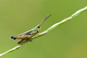Green grashopper species -Mecostethus parapleurus-, Menzingen, Switzerland, Europe Green grashopper species -Mecostethus parapleurus-, Menzingen, Switzerland, Europe