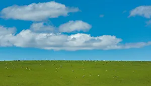 green grass field and blue sky at New Zealand green grass field and blue sky at New Zealand