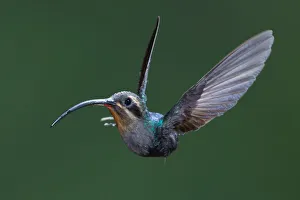 Green Hermit, Phaethornis guy, Hummingbird Green Hermit, Phaethornis guy, Hummingbird