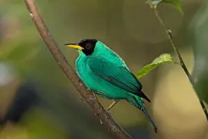 Green Honeycreeper (Cyanerpes lucidus) Costa Rica Green Honeycreeper (Cyanerpes lucidus) Costa Rica