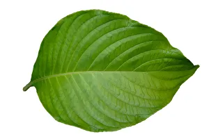 Green leaves set on white isolated background Green leaves set on white isolated background