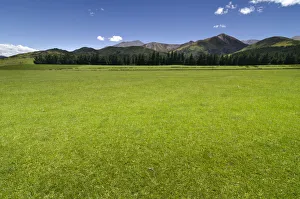 Green pasture, mountain range in the Canterbury Highlands at the back, South Island Green pasture, mountain range in the Canterbury Highlands at the back, South Island