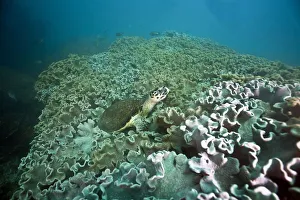 Green Sea Turtle -Chelonia mydas-, Gulf of Oman, Oman Green Sea Turtle -Chelonia mydas-, Gulf of Oman, Oman
