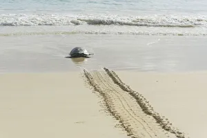 Green Sea Turtle or Pacific Green Turtle -Chelonia mydas japonica- on the way to the sea Green Sea Turtle or Pacific Green Turtle -Chelonia mydas japonica- on the way to the sea