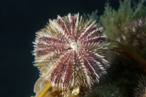 Green sea urchin -Strongylocentrotus droebachiensis-, Japan Sea, Primorsky Krai Green sea urchin -Strongylocentrotus droebachiensis-, Japan Sea, Primorsky Krai