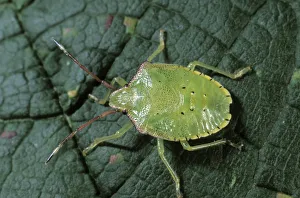 Green Shield Bug (Palomena prasina), larva Green Shield Bug (Palomena prasina), larva