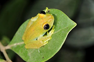 Green Tree Frog (Boophis luteus), Perinet Nature Reserve, Madagascar, Africa Green Tree Frog (Boophis luteus), Perinet Nature Reserve, Madagascar, Africa