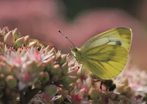 Green-veined White -Pieris napi- on Orpine -Sedum telephium-, North Rhine-Westphalia Green-veined White -Pieris napi- on Orpine -Sedum telephium-, North Rhine-Westphalia