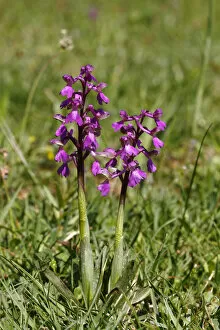 Images Dated 1st May 2011: Green-winged orchid or Green-veined orchid -Anacamptis morio, Orchis morio-, flowering