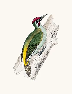 <b class=qtipBold><figcaption>Green woodpecker bird</figcaption></b><br>A photograph of an original hand-colored engraving from The History of British Birds by Morris published in 1853-1891.<br><em>© mashuk</em> Green woodpecker bird