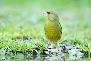 Greenfinch -Carduelis chloris- on the pond shore, Rhodopes, Bulgaria Greenfinch -Carduelis chloris- on the pond shore, Rhodopes, Bulgaria