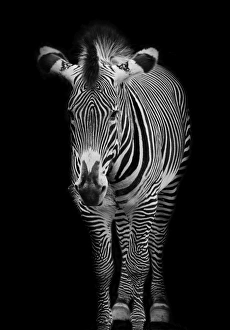 <b class=qtipBold><figcaption>Grevy's zebra (Equus grevyi)</figcaption></b><br>Fine Art Photography, 179598680<br><em>© 2013 Stephen Bridson</em> Grevy's zebra (Equus grevyi)