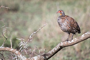 Grey-breasted spurfowl or grey-breasted francolin (Francolinus rufopictus) Grey-breasted spurfowl or grey-breasted francolin (Francolinus rufopictus)