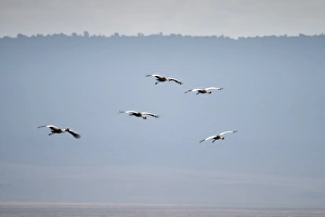 Grey crowned crane landing in Ngorogoro Crater Grey crowned crane landing in Ngorogoro Crater