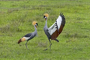 Grey Crowned Cranes -Balearica regulorum-, Ngorongoro, Tanzania Grey Crowned Cranes -Balearica regulorum-, Ngorongoro, Tanzania