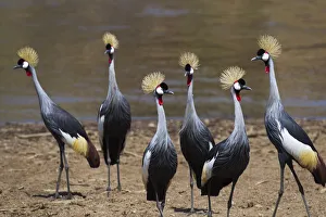 Grey crowned-cranes on the bank of the Mara River Grey crowned-cranes on the bank of the Mara River