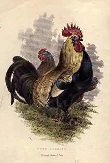 <b class=qtipBold><figcaption>Grey Dorking</figcaption></b><br>circa 1820: A Grey Dorking cockerel. (Photo by Hulton Archive/Getty Images) Grey Dorking