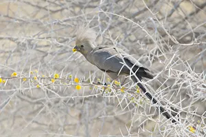 Grey Go-away-bird -Corythaixoides concolor-, Etosha National Park, Namibia Grey Go-away-bird -Corythaixoides concolor-, Etosha National Park, Namibia