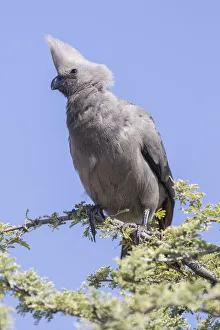 Grey go-away-bird or Grey lourie -Corythaixoides concolor-, Etosha National Park, Namibia Grey go-away-bird or Grey lourie -Corythaixoides concolor-, Etosha National Park, Namibia