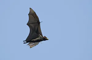 Grey-headed flying fox (Pteropus poliocephalus), Australia Grey-headed flying fox (Pteropus poliocephalus), Australia