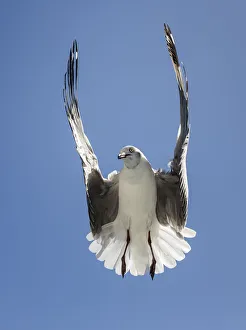 A grey headed gull Larus cirrocephalus hovering over potential food with wings in A grey headed gull Larus cirrocephalus hovering over potential food with wings in