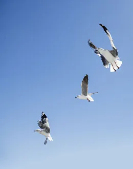 Three grey headed gulls Larus cirrocephalus hovering over potential food at the Three grey headed gulls Larus cirrocephalus hovering over potential food at the
