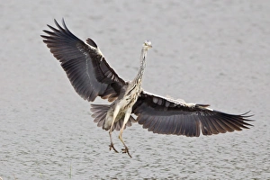 Grey Heron -Ardea cinerea- approaching to land, North Hesse, Hesse, Germany Grey Heron -Ardea cinerea- approaching to land, North Hesse, Hesse, Germany
