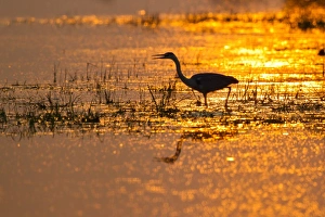 Grey Heron -Ardea cinerea- backlit by the setting sun, Lower Saxony, Germany Grey Heron -Ardea cinerea- backlit by the setting sun, Lower Saxony, Germany