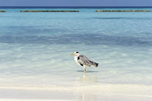 Grey Heron -Ardea cinerea- on the beach of a Maldivian island, Kurendhoo Island Grey Heron -Ardea cinerea- on the beach of a Maldivian island, Kurendhoo Island