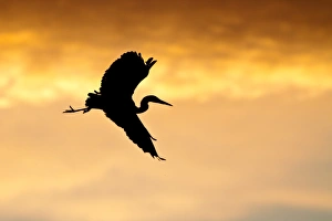 Grey Heron -Ardea cinerea-, in flight in the morning light, silhouette, North Hesse Grey Heron -Ardea cinerea-, in flight in the morning light, silhouette, North Hesse
