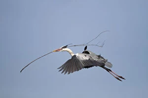 Nesting Material Gallery: Grey Heron -Ardea cinerea- in flight with nesting material in beak