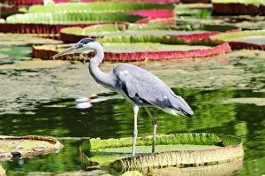 Grey Heron -Ardea cinerea- in a lily pond, Germany Grey Heron -Ardea cinerea- in a lily pond, Germany