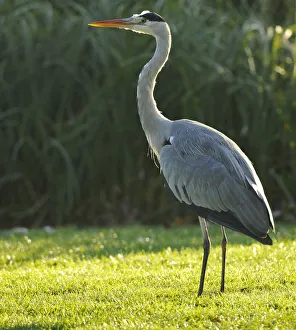 Grey Heron -Ardea cinerea- on meadow in front of reeds, Stuttgart, Baden-Wuerttemberg Grey Heron -Ardea cinerea- on meadow in front of reeds, Stuttgart, Baden-Wuerttemberg