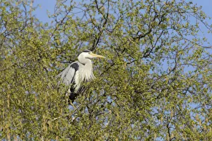 Grey Heron -Ardea cinerea- perched on a birch tree, Hamburg, Germany Grey Heron -Ardea cinerea- perched on a birch tree, Hamburg, Germany
