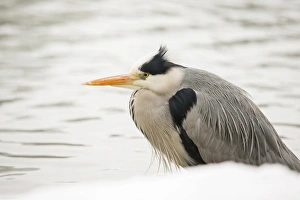 Grey Heron -Ardea cinerea-, on the shore of a pond in winter, Cologne, Rhineland, North Rhine-Westphalia, Germany Grey Heron -Ardea cinerea-, on the shore of a pond in winter, Cologne, Rhineland, North Rhine-Westphalia, Germany