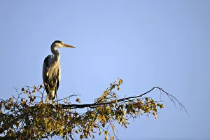 Grey Heron -Ardea cinerea- sitting on a branch, Stuttgart, Baden-Wuerttemberg, Germany Grey Heron -Ardea cinerea- sitting on a branch, Stuttgart, Baden-Wuerttemberg, Germany