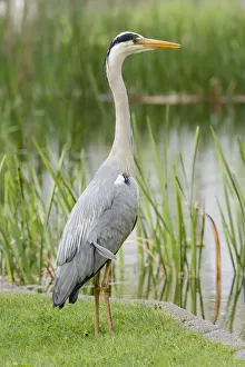 Grey Heron -Ardea cinerea- standing at the edge of a pond, Germany Grey Heron -Ardea cinerea- standing at the edge of a pond, Germany