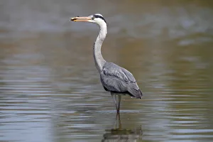 Grey Heron -Ardea cinerea- standing in shallow water, with a captured fish in its beak Grey Heron -Ardea cinerea- standing in shallow water, with a captured fish in its beak