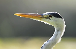 Grey Heron -Ardea cinerea-, Stuttgart, Baden-Wuerttemberg, Germany, Europe Grey Heron -Ardea cinerea-, Stuttgart, Baden-Wuerttemberg, Germany, Europe