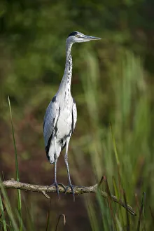Grey Heron -Ardea cinerea-, Tyrol, Austria Grey Heron -Ardea cinerea-, Tyrol, Austria