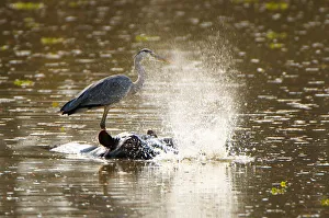Grey Heron and Hippo, South Luangwa NP, Zambia Grey Heron and Hippo, South Luangwa NP, Zambia
