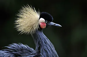 Grey-necked crowned crane (Balearica regulorum) Grey-necked crowned crane (Balearica regulorum)